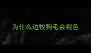 为什么边牧狗毛会褪色