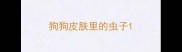 狗狗皮肤里的虫子