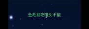 金毛能吃馒头不能