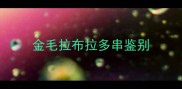 金毛拉布拉多串鉴别