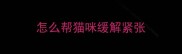 怎么帮猫咪缓解紧张