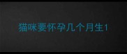 猫咪要怀孕几个月生