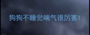 狗狗不睡觉喘气很厉害