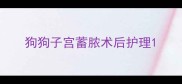 狗狗子宫蓄脓术后护理