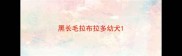 黑长毛拉布拉多幼犬