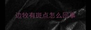 边牧有斑点怎么回事