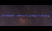 宠物饲养指南狼狗与拉布拉多体型对比及饲养全