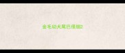 金毛幼犬尾巴很细