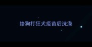 给狗打狂犬疫苗后洗澡