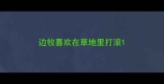 边牧喜欢在草地里打滚