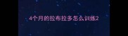 4个月的拉布拉多怎么训练