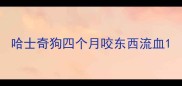哈士奇狗四个月咬东西流血
