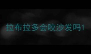 拉布拉多会咬沙发吗