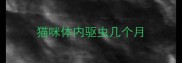 猫咪体内驱虫几个月