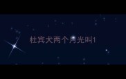 杜宾犬两个月光叫