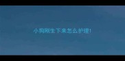 小狗刚生下来怎么护理