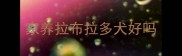 家养拉布拉多犬好吗