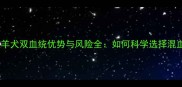边境牧羊犬双血统优势与风险全如何科学选择混血犬种
