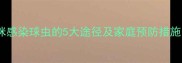 猫咪感染球虫的5大途径及家庭预防措施全