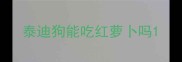 泰迪狗能吃红萝卜吗