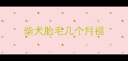 柴犬胎毛几个月褪