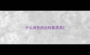 什么颜色的边牧最漂亮