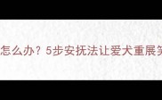 拉布拉多情绪崩溃发抖怎么办5步安抚法让爱犬重展笑颜宠物护理全攻略
