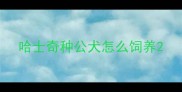 哈士奇种公犬怎么饲养