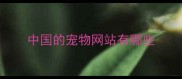 中国的宠物网站有哪些