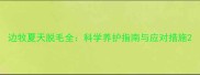 边牧夏天脱毛全科学养护指南与应对措施