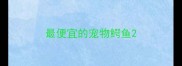 最便宜的宠物鳄鱼