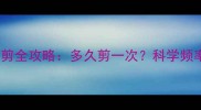 泰迪犬指甲修剪全攻略多久剪一次科学频率与正确方法