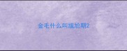 金毛什么叫尴尬期
