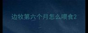 边牧第六个月怎么喂食