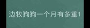 边牧狗狗一个月有多重