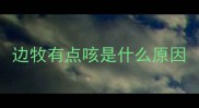 边牧有点咳是什么原因