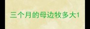三个月的母边牧多大