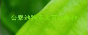 公泰迪狗多大可以配种