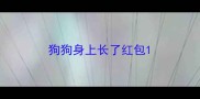 狗狗身上长了红包