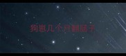 狗崽几个月翻肠子