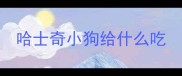 哈士奇小狗给什么吃