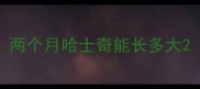 两个月哈士奇能长多大