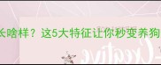 边牧串串长啥样这5大特征让你秒变养狗达人