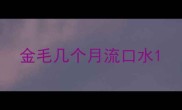 金毛几个月流口水