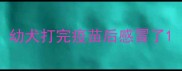 幼犬打完疫苗后感冒了