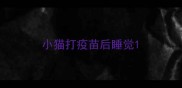 小猫打疫苗后睡觉