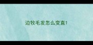 边牧毛发怎么变直
