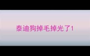 泰迪狗掉毛掉光了