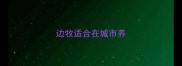 边牧适合在城市养