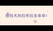 德牧犬和拉布拉多串串